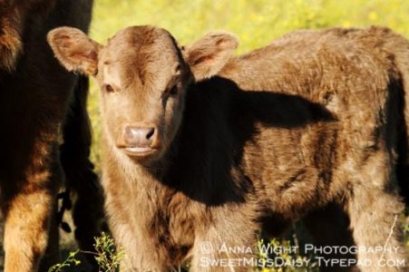 Meet the New Calves Image